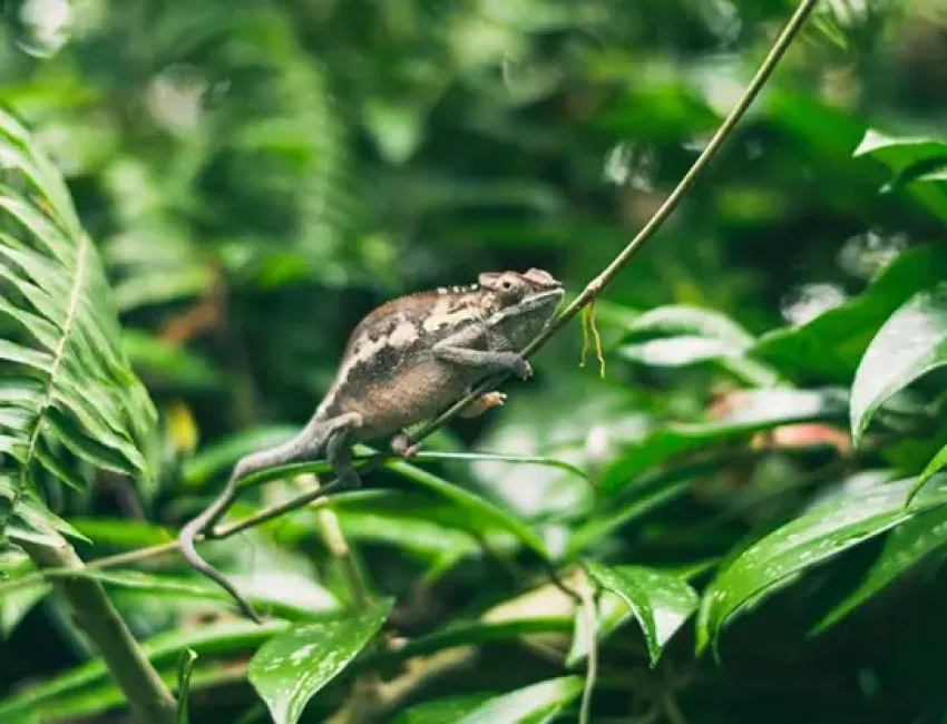 How to be adaptable as a manager - upcision.com