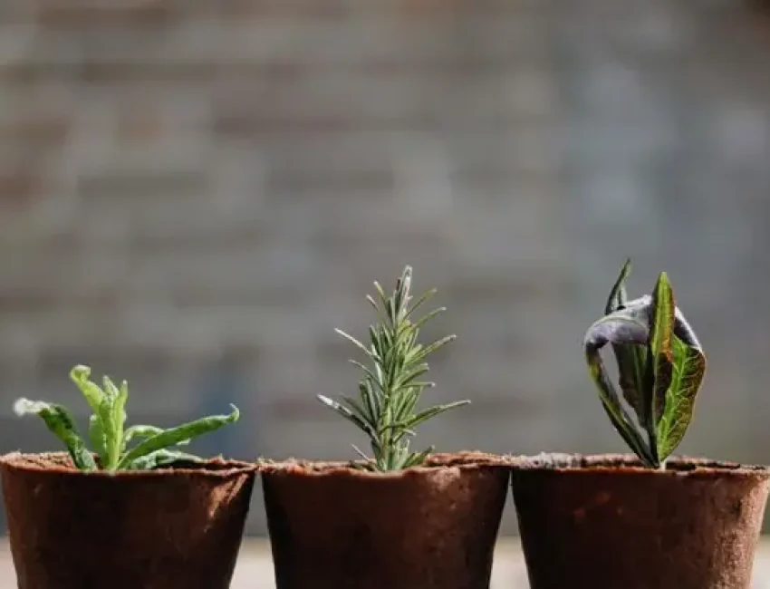 plants